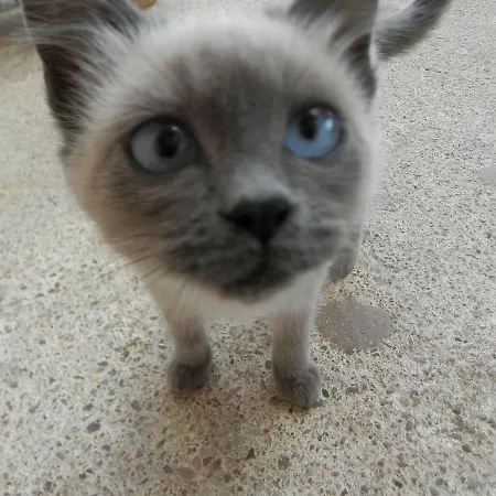 Agriturismo Nuraghe Murtarba Casa de Campo Villagrande Strisaili