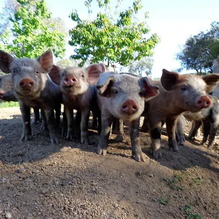 Casa de Campo Agriturismo Nuraghe Murtarba Villagrande Strisaili