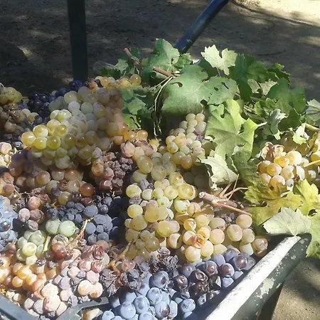 Séjour à la campagne Agriturismo Nuraghe Murtarba *