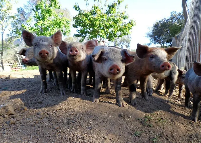 Landhaus Agriturismo Nuraghe Murtarba Villagrande Strisaili